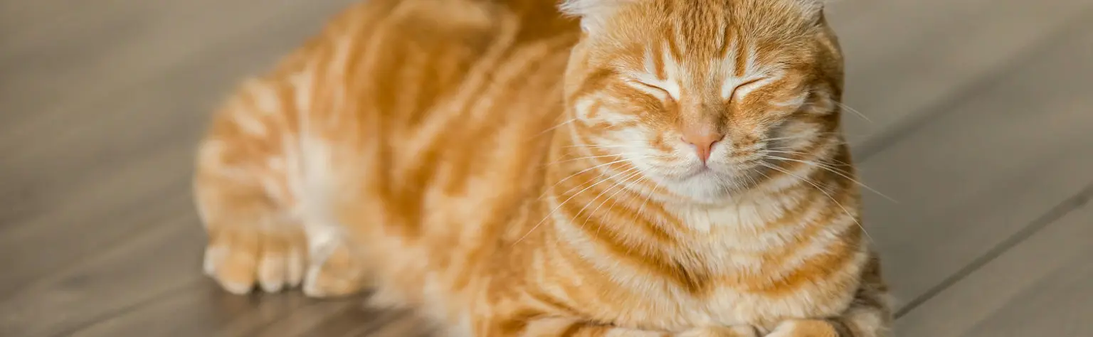 Lumo: IA privada dentro del ecosistema Proton